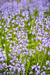 Bluebells in my garden