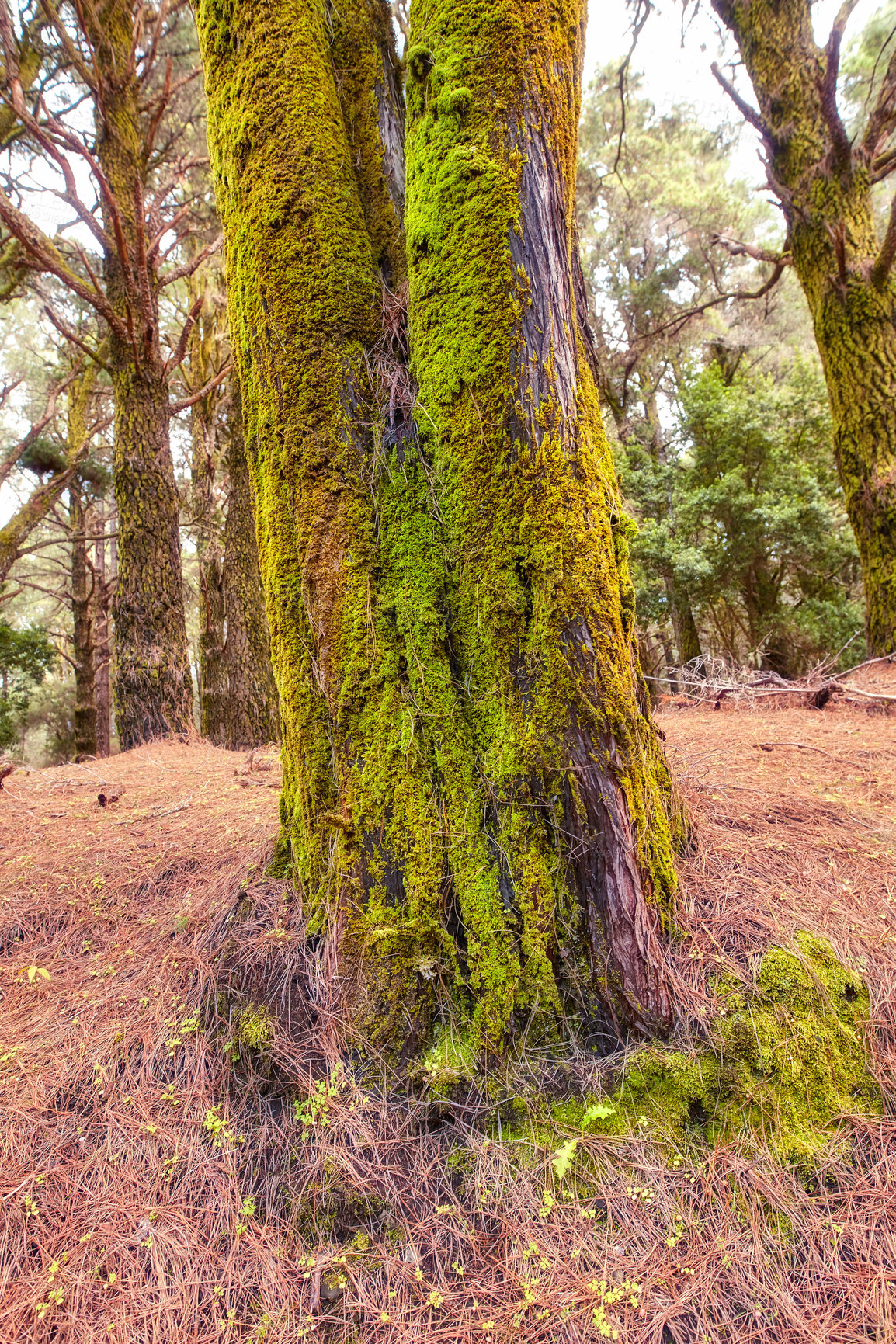 Buy stock photo Moss and algae growing on big pine trees in a forest on the mountains of La Palma, Canary Islands, Spain. Scenic natural landscape with wooden texture of old bark in a remote and peaceful meadow