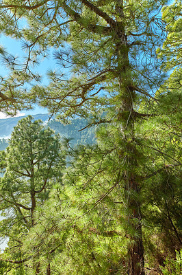 Buy stock photo Closeup view of a pine forest in the mountains on a sunny day with a clear blue sky. Lush trees and greenery in a secluded nature scene. Tourism or hiking scenery in La Palma, Canary Islands, Spain