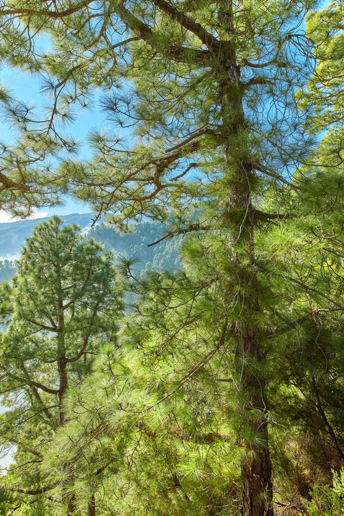 Buy stock photo Closeup view of a pine forest in the mountains on a sunny day with a clear blue sky. Lush trees and greenery in a secluded nature scene. Tourism or hiking scenery in La Palma, Canary Islands, Spain