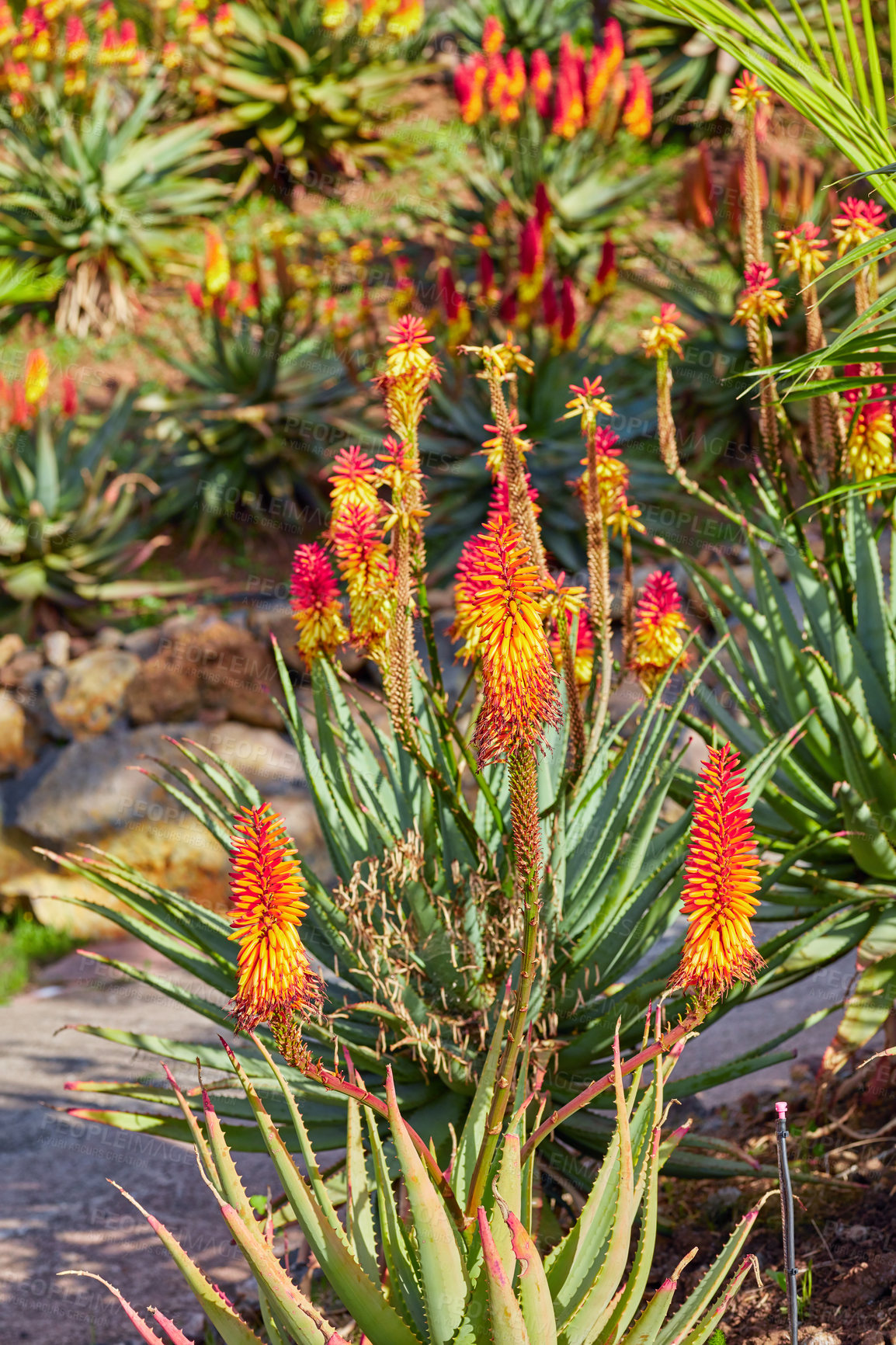 Buy stock photo A garden with Candelabra Aloe growing on a sunny summer afternoon. Bright and vibrant plants planted outdoors in a backyard or lawn on a spring day. Land with agricultural foliage in the sun