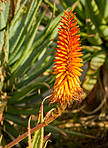 La Palma - landscape and nature