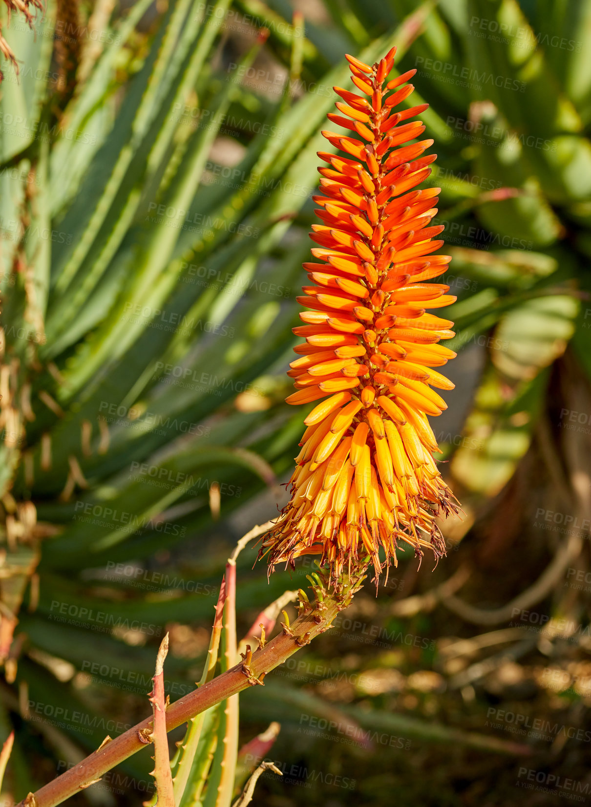 Buy stock photo Vibrant Candelabra Aloe flora growing in a backyard garden or outdoors in nature on a sunny summer day. Closeup detail of an orange plant in a forest field with sunlight on a spring afternoon