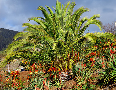 Buy stock photo Vibrant tropical horticulture of palm trees and aloe vera plants in La Palma, Canary Islands, Spain. Flowering, blooming and blossoming succulent plants growing on a hill slope in remote destination