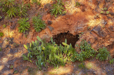 Buy stock photo Green plants growing on desert land on a sunny summer day. Dry red rocky soil with green foliage and sunlight shining on a spring afternoon. Succulents appear on arid land between stones and rock