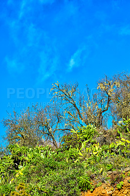 Buy stock photo Succulent prickly pear fruit, lush green shrubs or bushes farmed and cultivated for nutrition, antioxidants or vitamins. Landscape of nopal cactus growing on hill with trees against blue sky in Spain