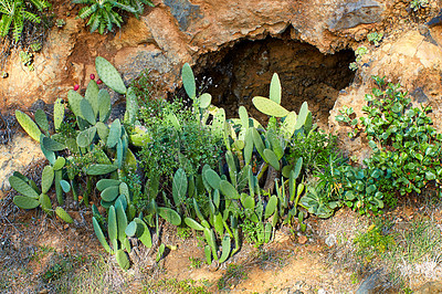 Buy stock photo Green succulent plants growing in dry mountain soil outdoors in nature during summer. Lush and vibrant foliage in a remote desert on a hot spring day. Dry and arid land with prickly pear fruit