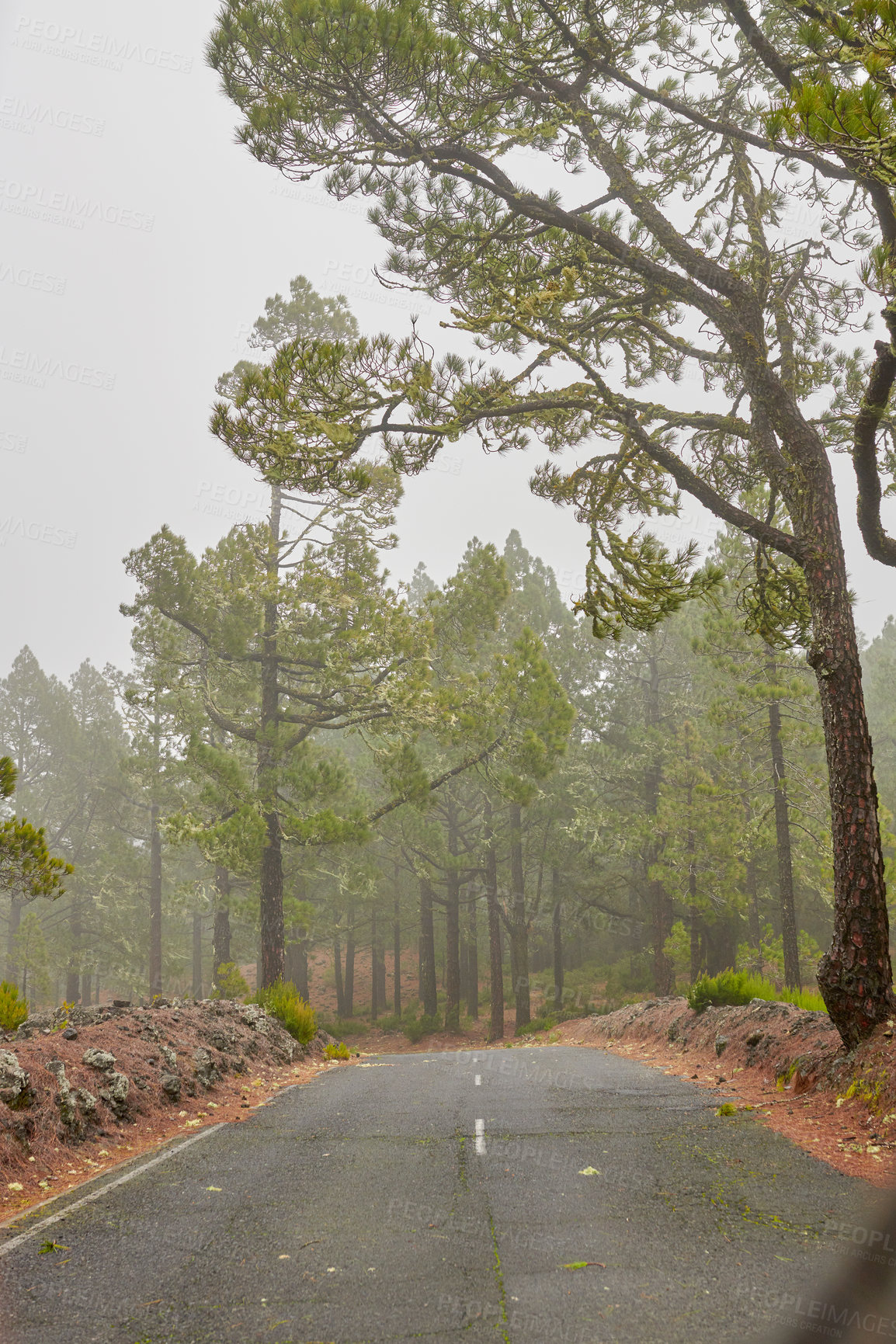 Buy stock photo Empty road in a foggy forest with a grey sky. Landscape of a mysterious and misty roadway in nature, traveling through a beautiful scenic hill or mountain with green trees in La Palma, Spain