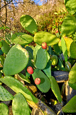 Buy stock photo Green prickly pear cactus growing in a wilderness area with lush green foliage in a secluded national park. Vibrant and opuntia succulent trees and bushes in a remote and untouched area during summer