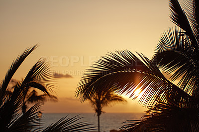 Buy stock photo Palm trees at sunset with a twilight sky and sea across the horizon in the background with copy space in La Palma, Canary islands, Spain. Peaceful tropical landscape to enjoy an exotic summer holiday