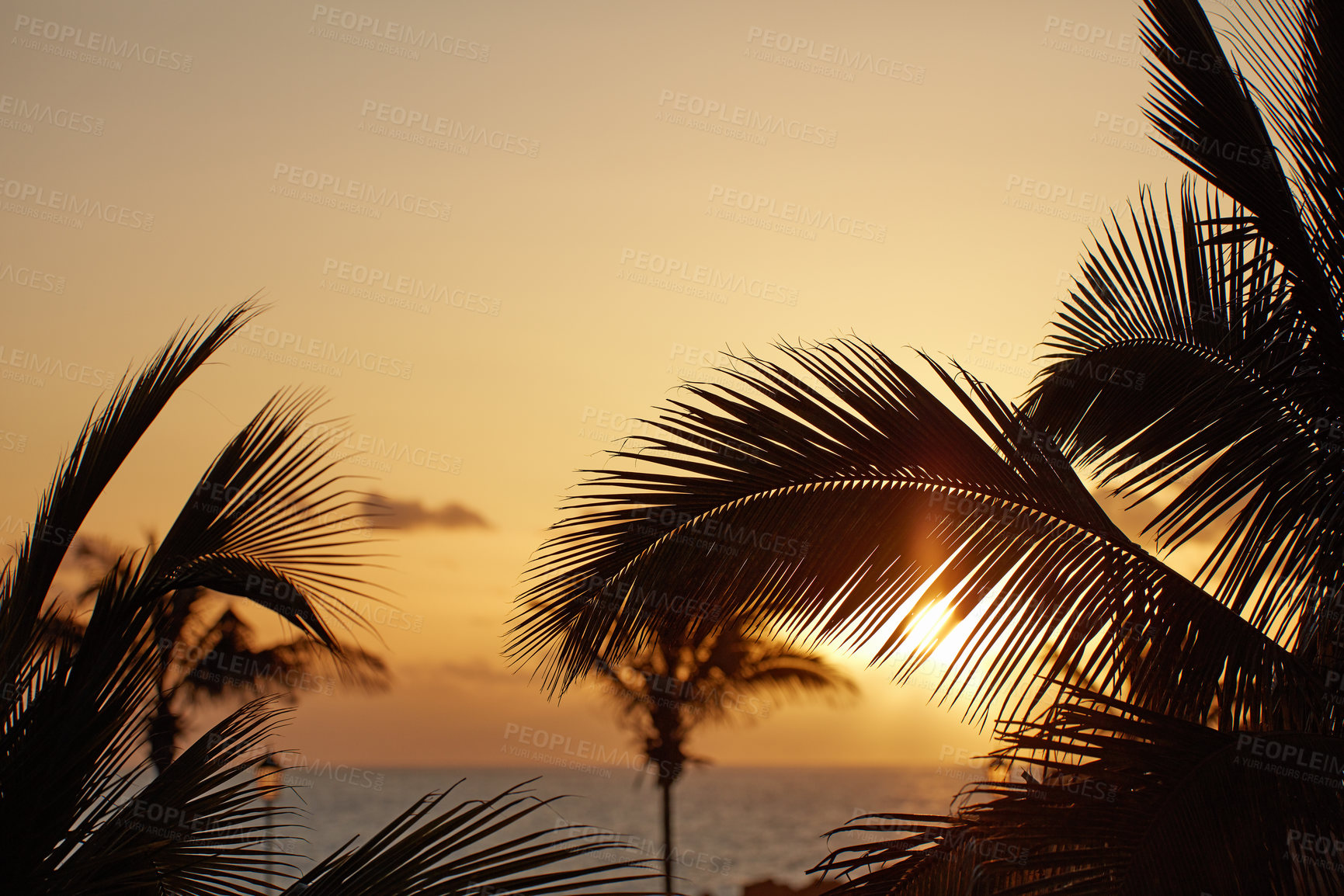 Buy stock photo Palm trees at sunset with a twilight sky and sea across the horizon in the background with copy space in La Palma, Canary islands, Spain. Peaceful tropical landscape to enjoy an exotic summer holiday