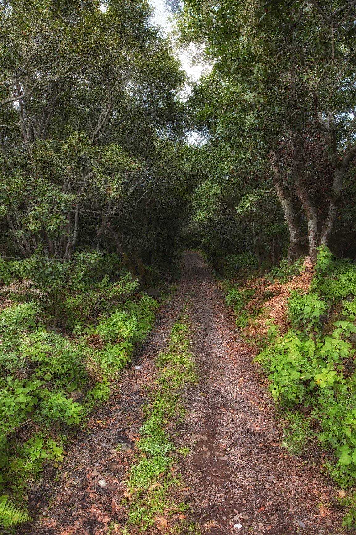 Buy stock photo Photo from the island of La Palma, Spain