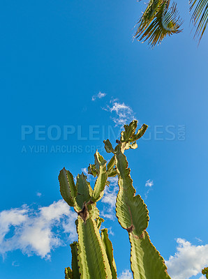 Buy stock photo Green succulent cactus plants growing against blue sky with clouds and copy space background in La Palma, Spain. Low angle of vibrant opuntia cacti trees in remote landscape or desert area in summer