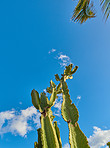 La Palma - landscape and nature