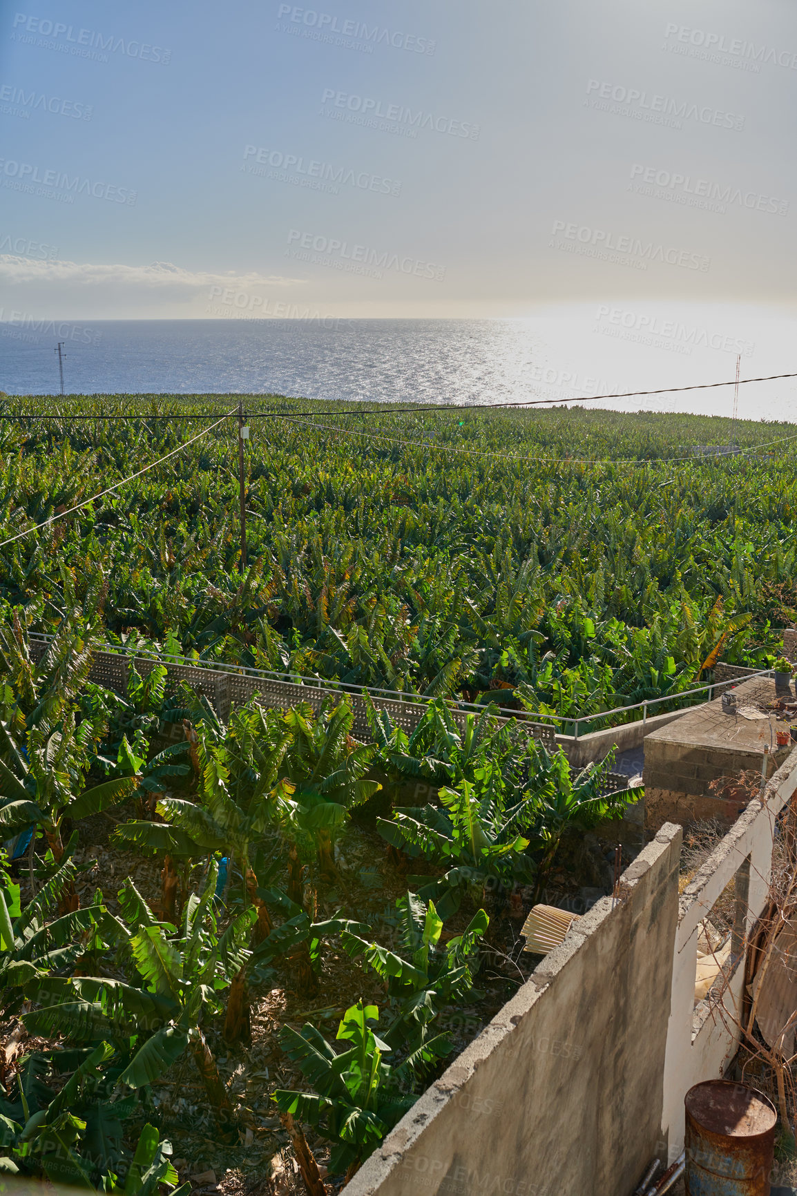 Buy stock photo Landscape of banana plantation farm near tropical sea on an island. Scenic aerial view of growing agriculture fields, farming fresh and nutritious fruit in Los Llanos, La Palma, Spain