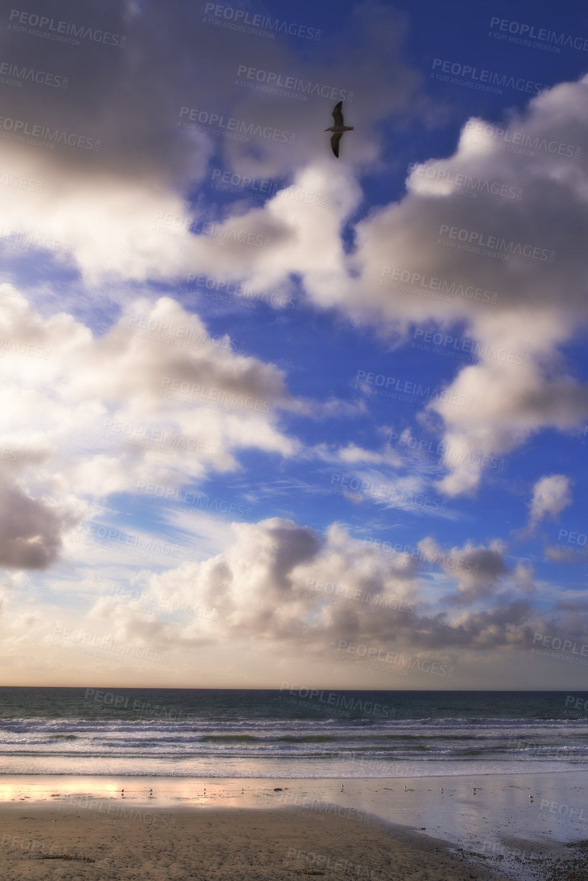 Buy stock photo Copyspace at sea with bird flying against a cloudy blue sky background on the coast of Torrey Pines, San Diego, California at sunset. Landscape of a calm ocean and empty beach for a peaceful vacation