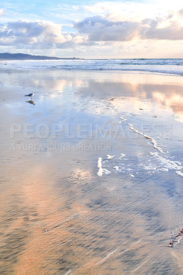 Buy stock photo A beach of Torrey Pines, San Diego, California Landscape of empty beach shallow shoreline. Cloudy sky, seagulls in the sand with a golden sunset sky in the background. Morning view of tourist beach