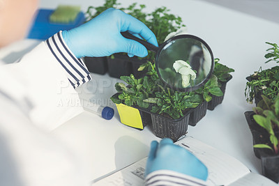 Buy stock photo Cropped shot of an unrecognizable female scientist analyzing a plant sample using a magnifying glass in a laboratory