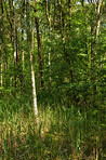 The forest in springtime