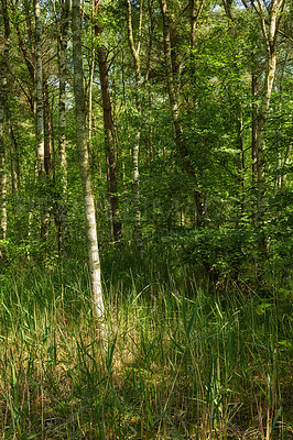 Buy stock photo A photo of the forest in springtime