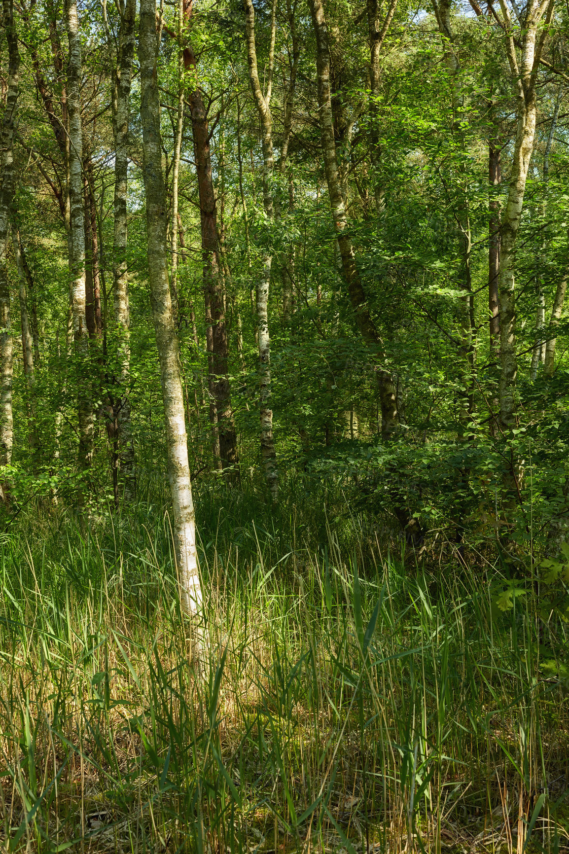 Buy stock photo A photo of the forest in springtime