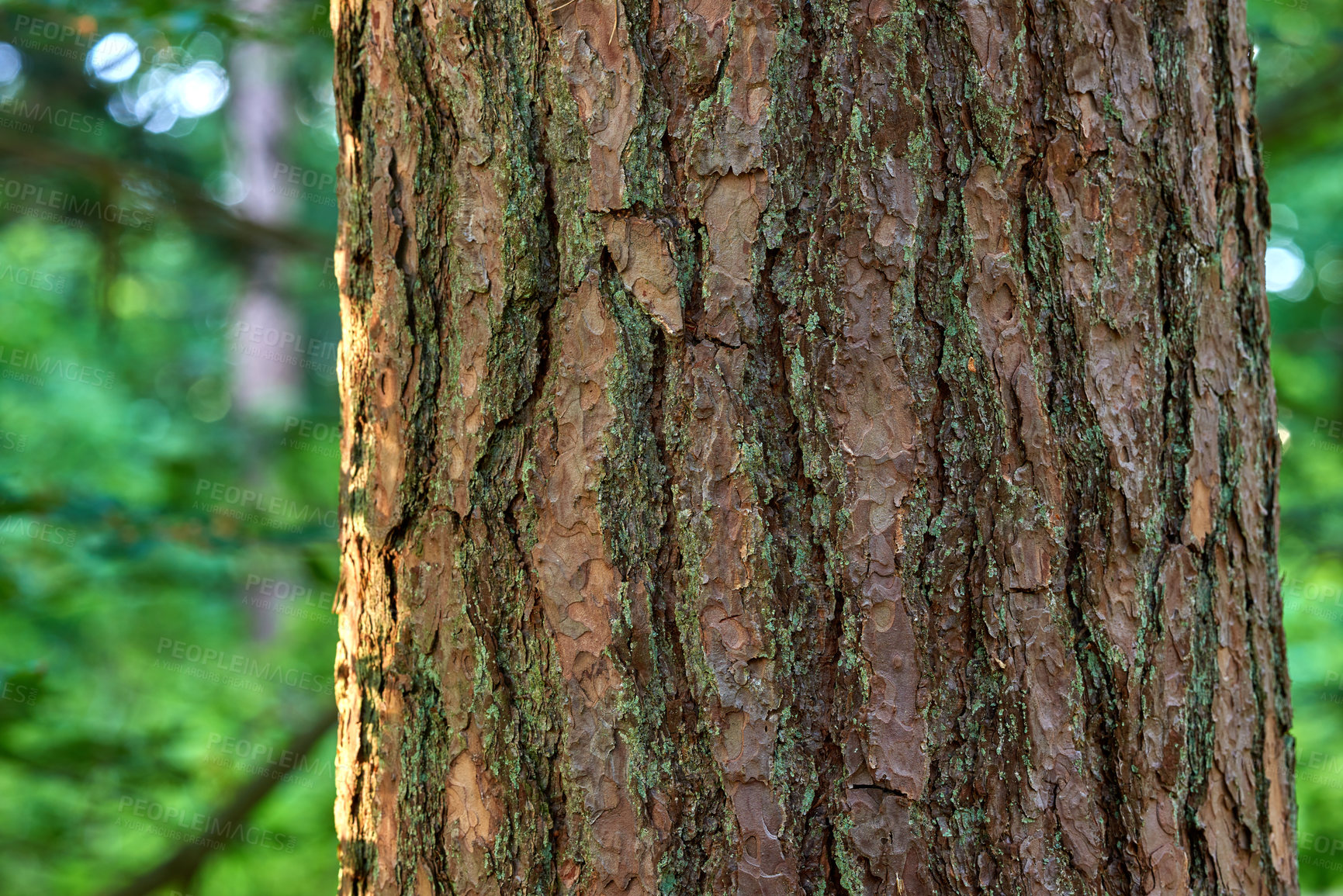 Buy stock photo Moss and algae growing on a big tree trunk in a park or garden outdoors. Closeup of brown wooden texture on old bark in a natural landscape on a sunny day in a remote and peaceful meadow or forest