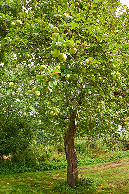 Buy stock photo A photo of the forest in springtime