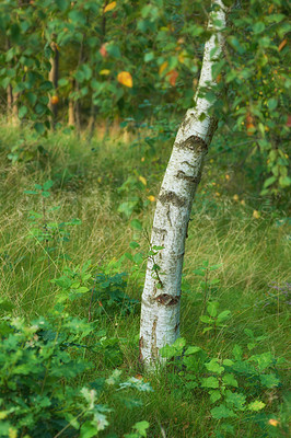 Buy stock photo Environmental nature conservation and reserve of a birch tree forest in a remote, decidious woods. Landscape of hardwood trees plants growing in quiet, serene and peaceful countryside with lush flora