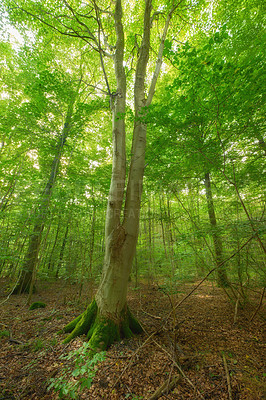 Buy stock photo Moss covering a birch tree in remote forest, environmental conservation and nature reserve. Woods with damp algae and fungal growth in serene, tranquil and mystical area with lush green canopy trees