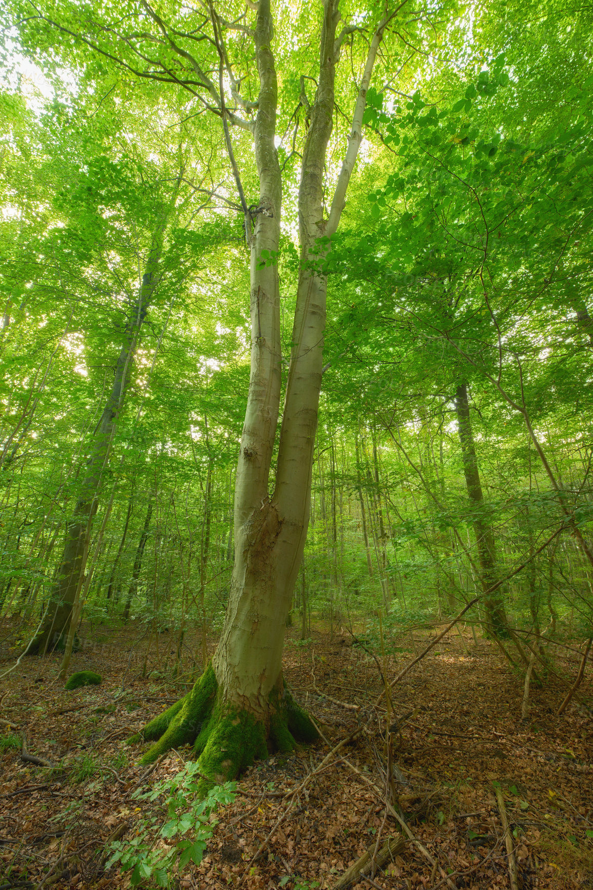 Buy stock photo Moss covering a birch tree in remote forest, environmental conservation and nature reserve. Woods with damp algae and fungal growth in serene, tranquil and mystical area with lush green canopy trees