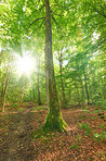 The forest in springtime