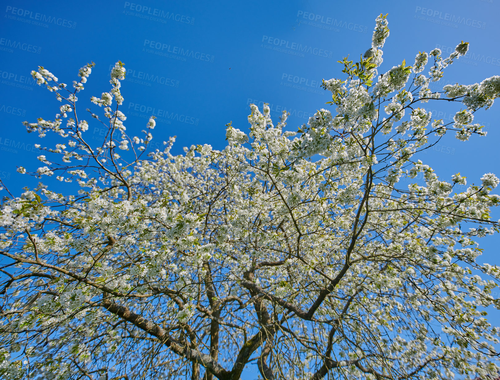 Buy stock photo Flowering cherry blossom tree with white flower heads in nature or a botanical garden in spring. Landscape of tree with white flowers in full bloom against a blue sky background with copyspace. 