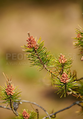 Buy stock photo Closeup of pinus massoniana flower growing on a pine tree in an environmental conservation and nature reserve. Fir and cedar plants with green pine needles against bokeh copy space in remote forest