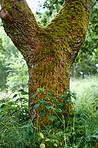 The forest in springtime