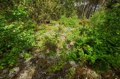 Buy stock photo Beautiful lush green forest with bushes, greenery and foliage from above with trees in the background. Tranquil summer morning scene with a view of a quiet and soothing jungle outside in nature