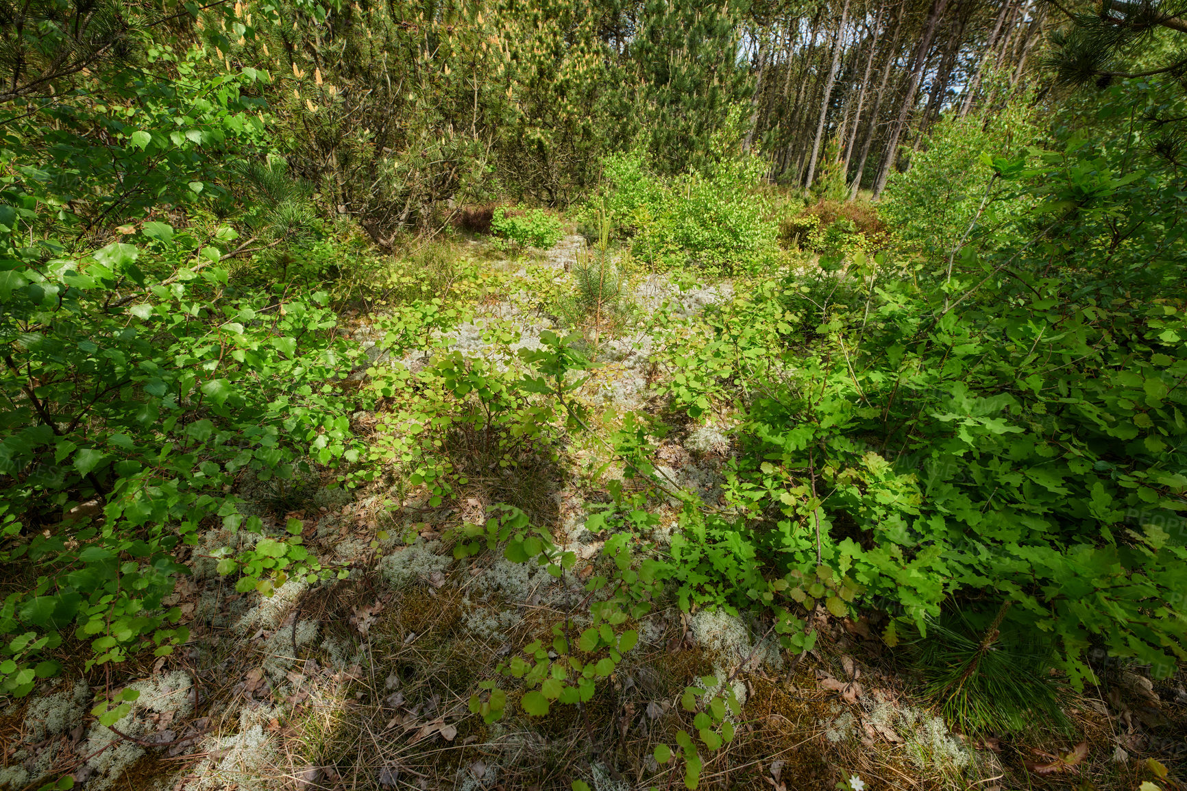 Buy stock photo Beautiful lush green forest with bushes, greenery and foliage from above with trees in the background. Tranquil summer morning scene with a view of a quiet and soothing jungle outside in nature