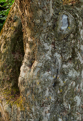 Buy stock photo Closeup of broken tree bark on old coniferous trunk in quiet forest or woods. Texture detail of rough wood chipping from climate, algae or moss. Dry weather and dehydration causing sunscald splitting