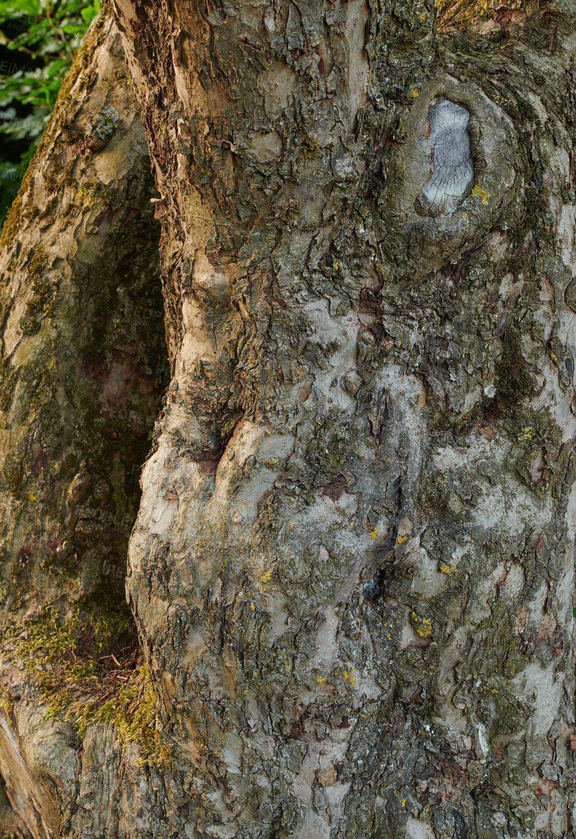 Buy stock photo Closeup of broken tree bark on old coniferous trunk in quiet forest or woods. Texture detail of rough wood chipping from climate, algae or moss. Dry weather and dehydration causing sunscald splitting