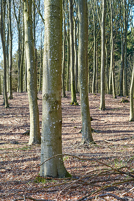 Buy stock photo A photo of the forest in springtime