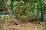 The forest in springtime