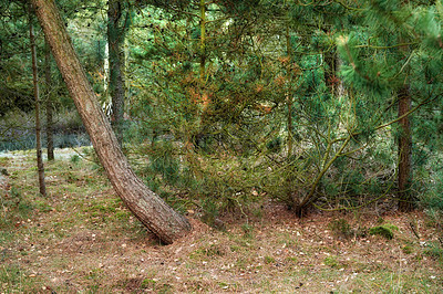 Buy stock photo A photo of the forest in springtime