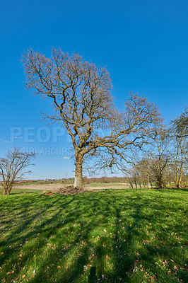 Buy stock photo A photo of the forest in springtime