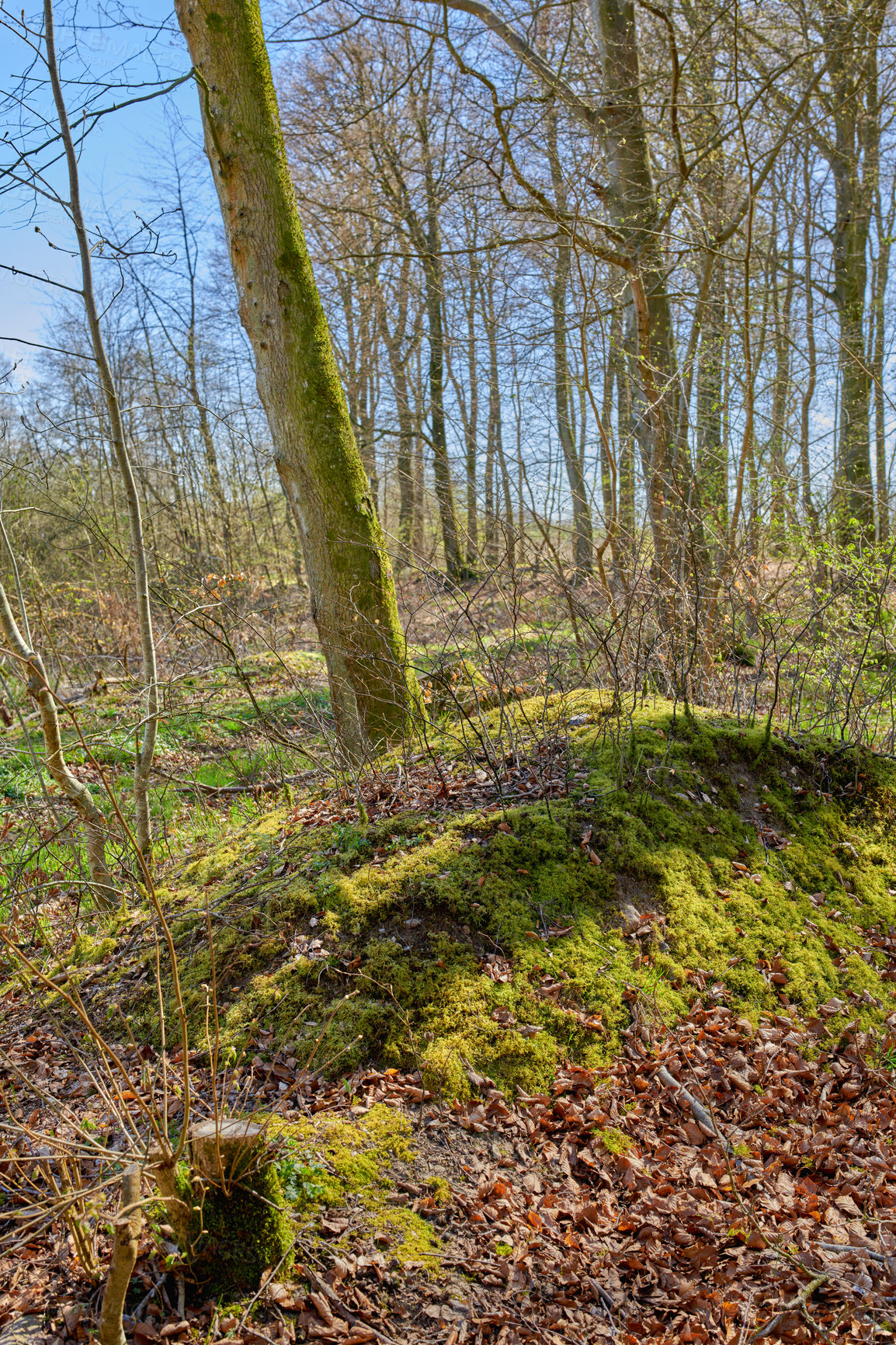 Buy stock photo A photo of the forest in springtime