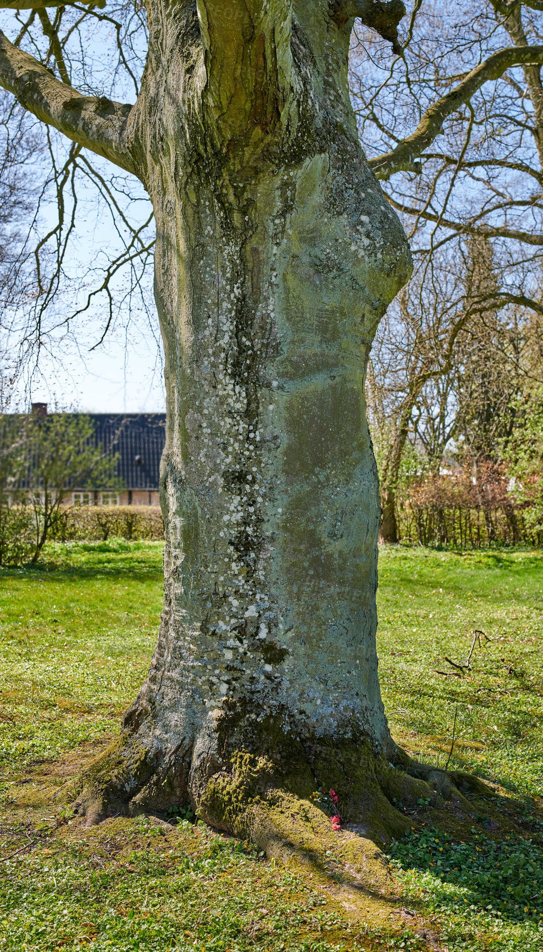 Buy stock photo Moss and algae growing on a big tree trunk in a park or garden outdoors. Scenic and lush natural landscape with wooden texture of old bark on a sunny afternoon in a remote field or peaceful meadow