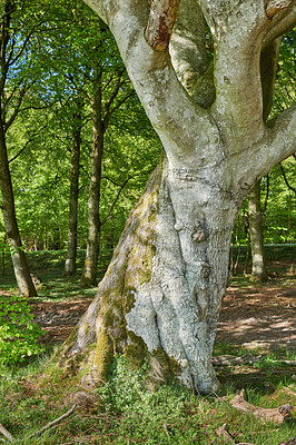 Buy stock photo A photo of the forest in springtime