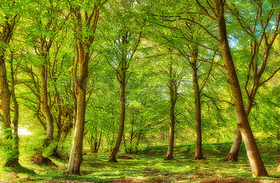 Buy stock photo A beautiful bright forest with lush green trees on a vibrant spring day. The landscape of the woods with greenery outdoors on a summer afternoon. Peaceful and scenic view of woodlands