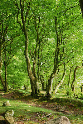 Buy stock photo Lush green uncultivated forest trees in spring. Magical and secluded woodland with growing and blooming vegetation in an undisturbed natural area. Landscape view of a beautiful remote park in summer