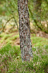 The forest in springtime