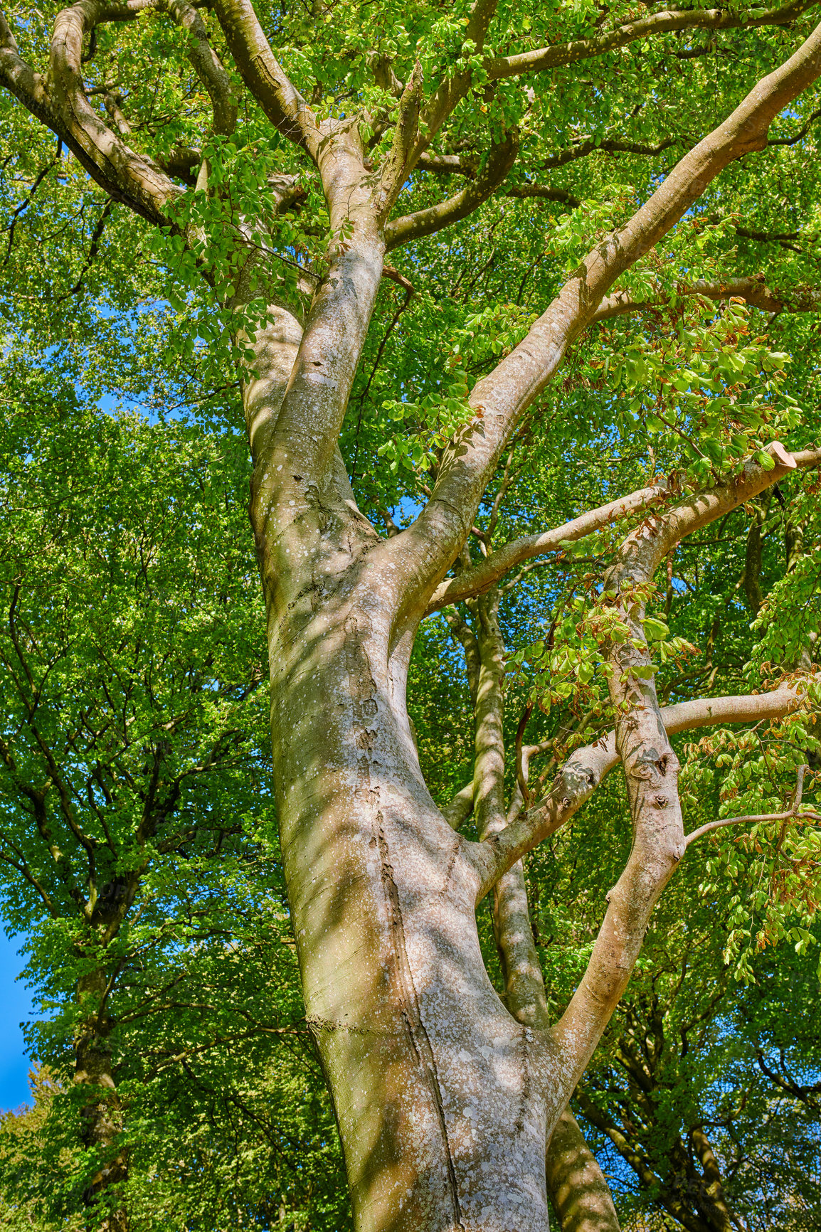 Buy stock photo A photo of the forest in springtime