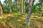 The forest in springtime